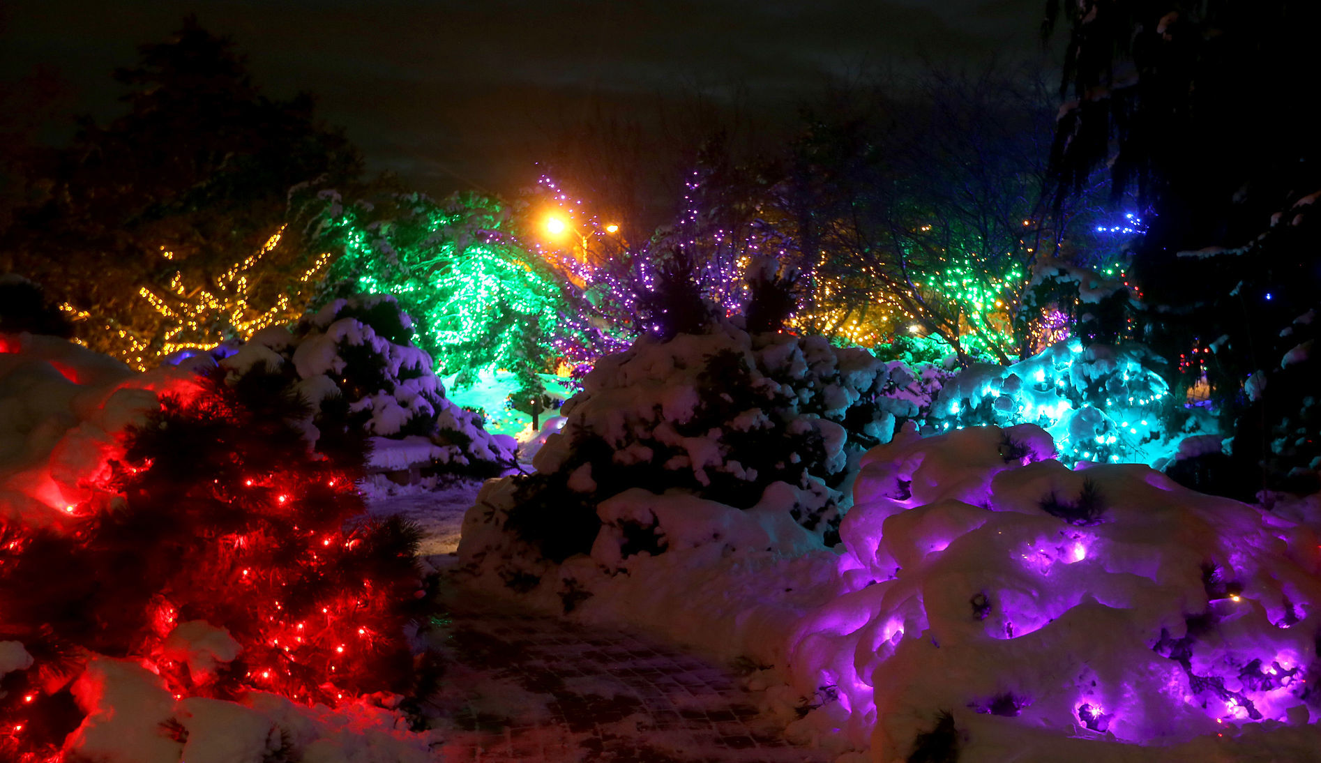 112718-botanical-lights-007
